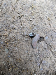 Pheidole californica