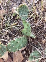 Opuntia macrorhiza