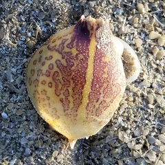 Persephona aquilonaris