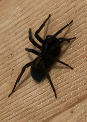 Amaurobius