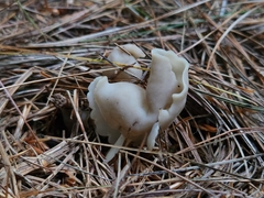 Helvella elastica