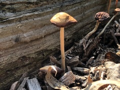 Conocybe tenera