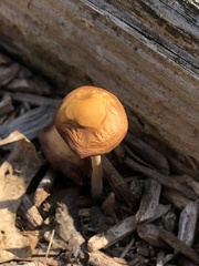 Conocybe tenera