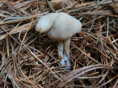 Helvella elastica