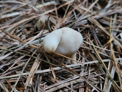 Helvella elastica