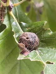 Andricus quercuspetiolicola