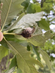 Andricus quercuspetiolicola
