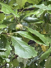 Andricus quercuspetiolicola