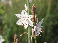 Asphodelus