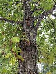 Andricus quercuspetiolicola