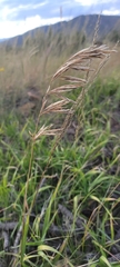 Bromus inermis