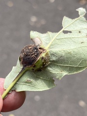 Andricus quercuspetiolicola