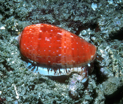 Conus bullatus