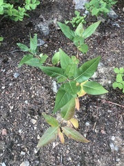 Koenigia phytolaccifolia