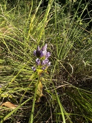 Gentianella quinquefolia