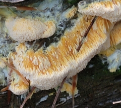 Pycnoporellus alboluteus