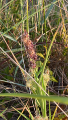 Cenchrus echinatus