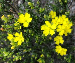 Hibbertia devitata