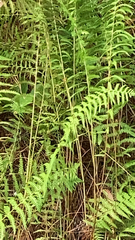 Thelypteris palustris pubescens