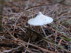 Pseudosperma sororium