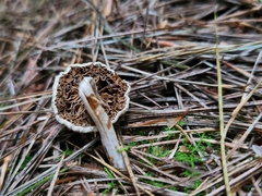 Pseudosperma sororium