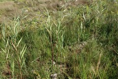 Phragmites australis americanus