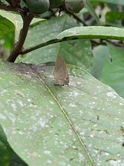Lycaenidae