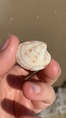 Veneridae
