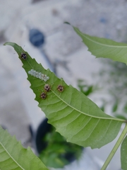 Asopinae