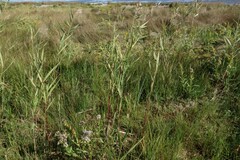 Phragmites australis americanus