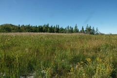 Phragmites australis americanus