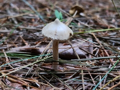 Pseudosperma sororium