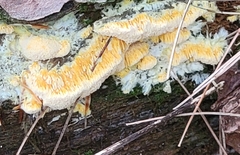 Pycnoporellus alboluteus