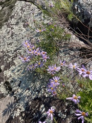 Ionactis linariifolia