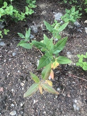 Koenigia phytolaccifolia