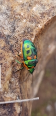 Scutiphora pedicellata