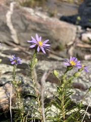 Ionactis linariifolia