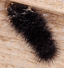 Hypercompe scribonia