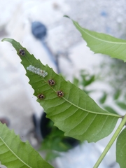 Asopinae