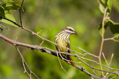 Sulphur-Bellied Flycatcher photo 2