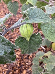 Physalis peruviana