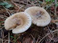 Ampulloclitocybe clavipes
