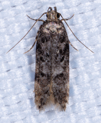 Chionodes mediofuscella