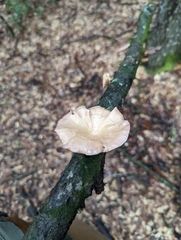 Cymatoderma caperatum