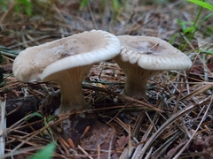 Ampulloclitocybe clavipes