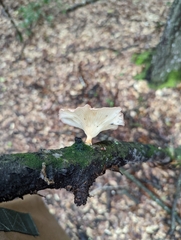 Cymatoderma caperatum