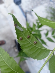 Asopinae
