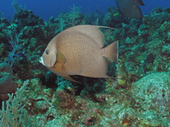 Pomacanthus arcuatus