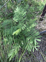Desmanthus illinoensis