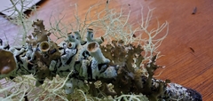 Hypogymnia imshaugii